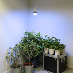 Zazimování rostlin osvětlení
