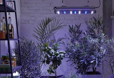 osvětlení pro přezimování rostlin